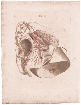 Arteries of the Posterior Part of the Female Pelvis